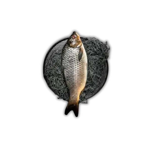 Buy Fish Online, Fish Online, Boneless Fish Online, Buy Boneless Fish online, Buy fish Boneless online, Fish buying online, buying fish online, fish in online, online fish buying, fish online, fish buy online, online fish shopping app